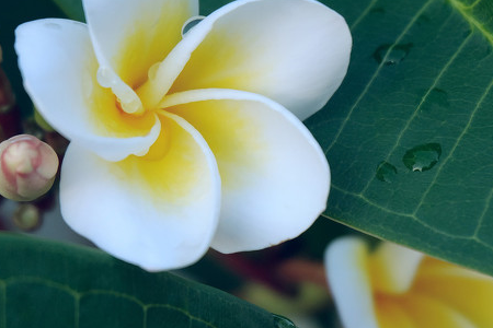 Plumeria rubra