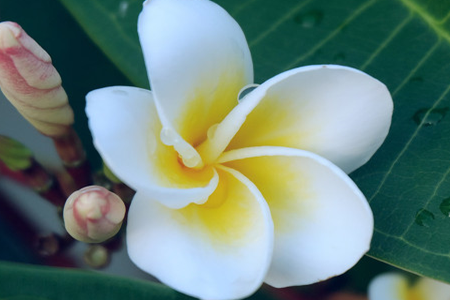 Plumeria rubra