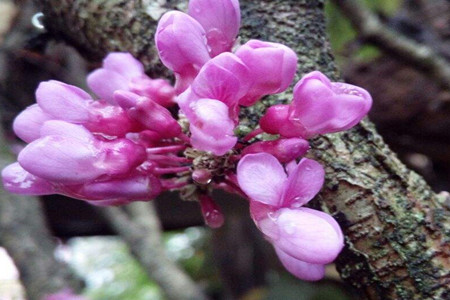 Bauhinia