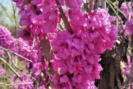 Bauhinia