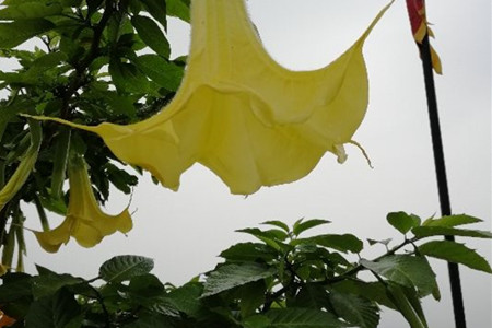 datura