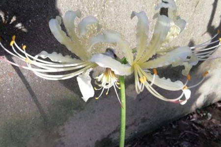 Datura flower