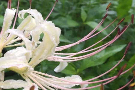 Datura flower