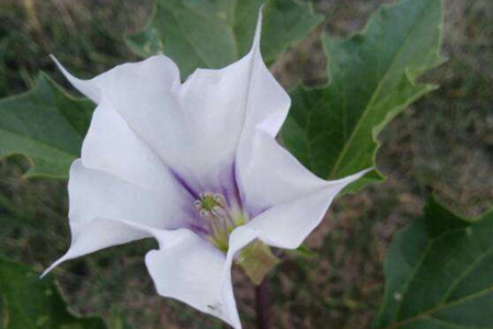 datura