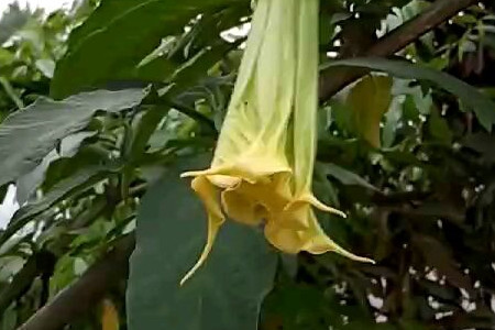 datura