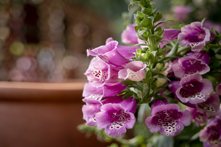 Foxglove