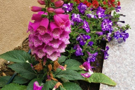 Foxglove