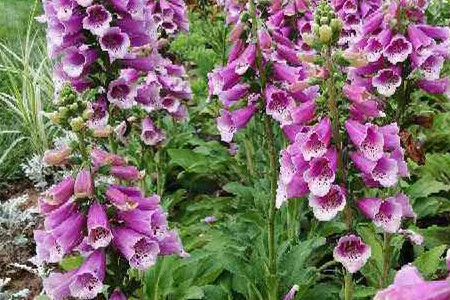 Foxglove