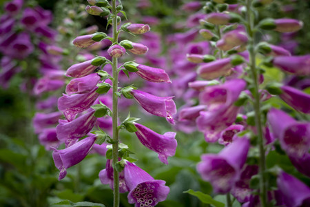 Foxglove