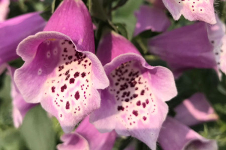 Foxglove