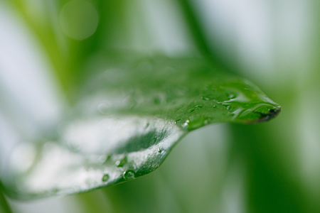 Spathiphyllum