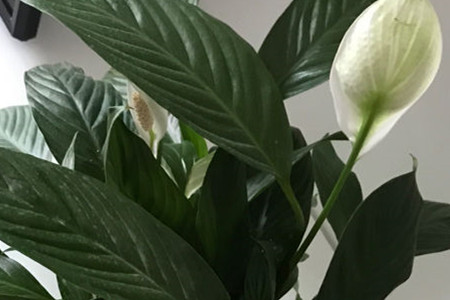 Spathiphyllum