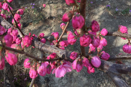 flowering peach