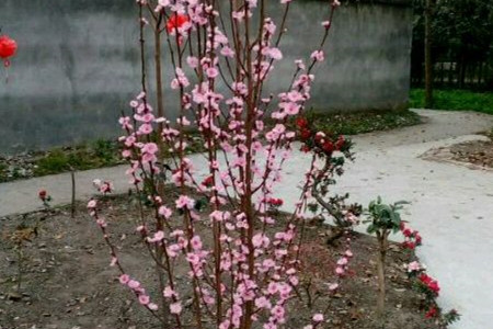 flowering peach