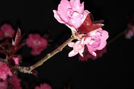 flowering peach