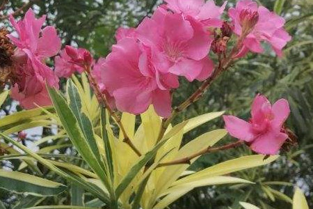 Nerium oleander