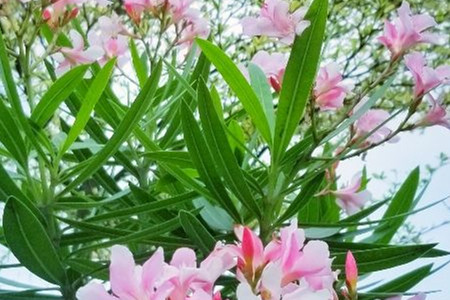 Nerium oleander