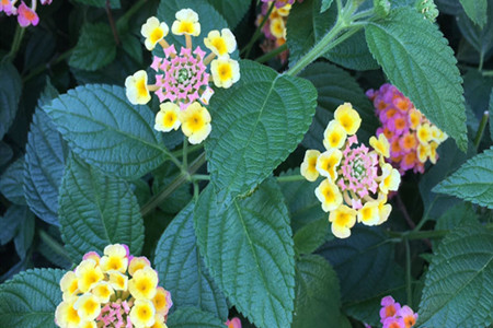 Lantana camara