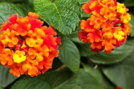 Lantana camara