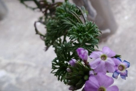 Verbena tenera 