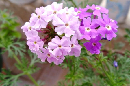 Verbena tenera 