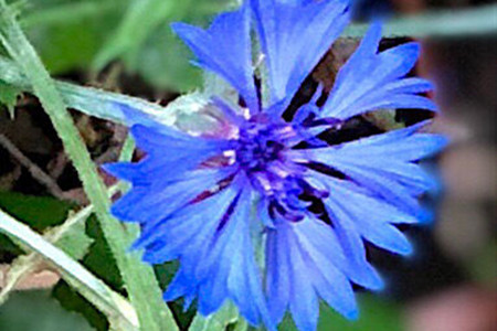 Cornflower