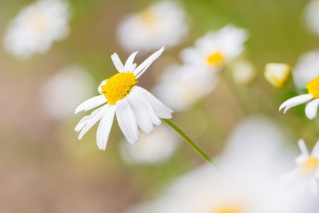 chamomile