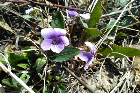 Chinese violet