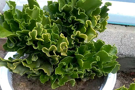 Common lettuce