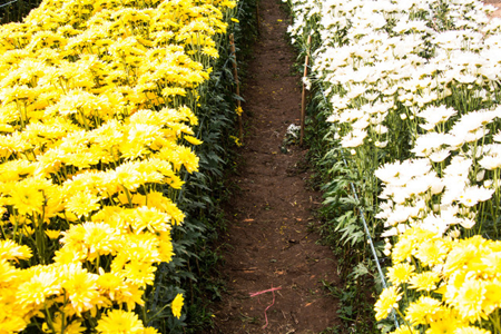 Chrysanthemum