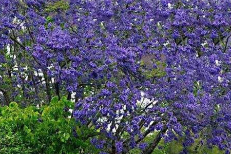 Jacaranda mimosifolia