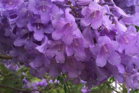 Jacaranda mimosifolia