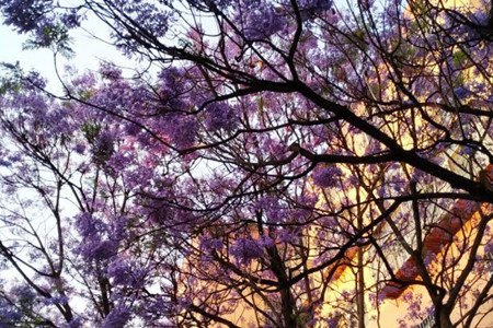 Jacaranda mimosifolia