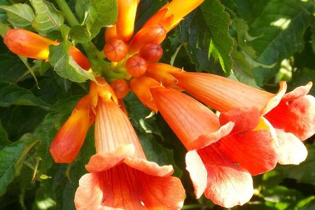 Chinese trumpet creeper