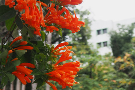 Chinese trumpet creeper