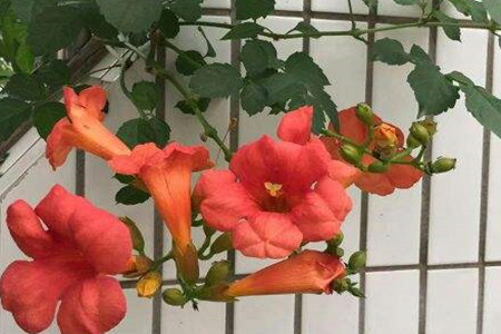 Chinese trumpet creeper