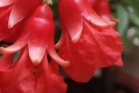 pomegranate flowers