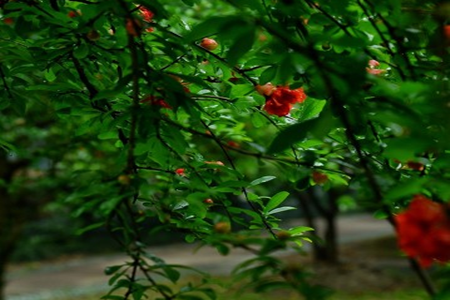 pomegranate flowers