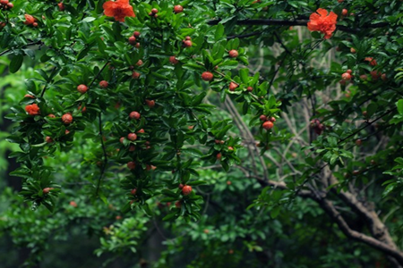 Fruit pomegranate