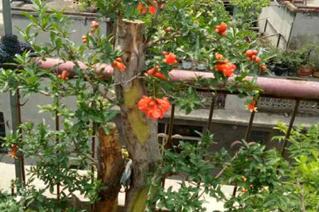 Pomegranate flower