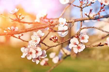 apricot tree