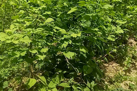 ginkgo tree