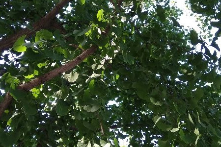 ginkgo tree