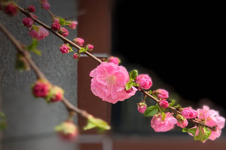 flowering plum