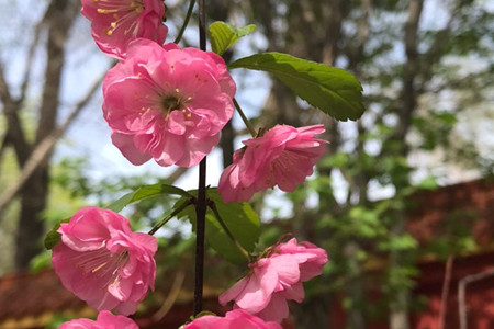 flowering plum