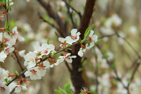 Mountain cherry