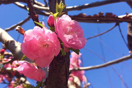 flowering plum