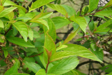 Prunus japonica