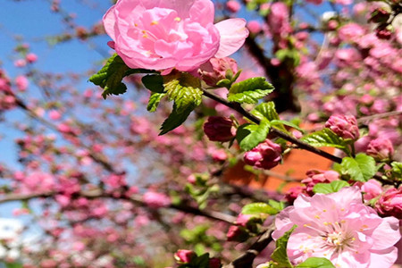 flowering plum