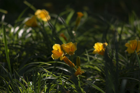 Hemerocallis